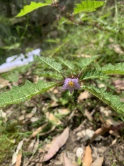 Solanum prinophyllum