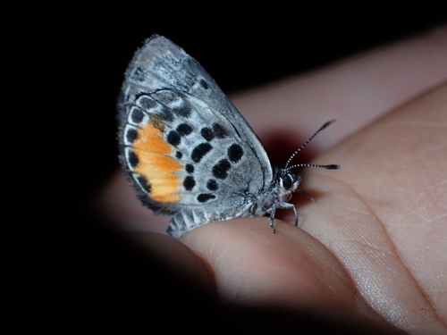 Luthrodes cleotas
