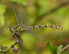 Dromogomphus spoliatus