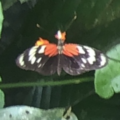 Heliconius