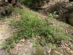 Solanum prinophyllum