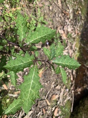 Solanum prinophyllum