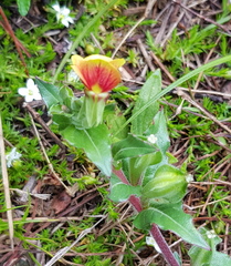Oenothera epilobiifolia