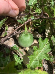 Solanum prinophyllum