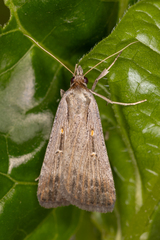 Tathorhynchus fallax