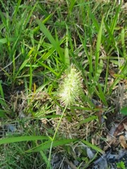 Echinopogon