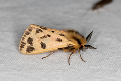 Ardices curvata