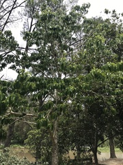 Sterculia quadrifida