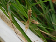 Dactyloctenium aegyptium
