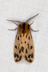 Ardices curvata