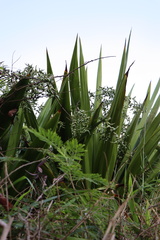 Furcraea