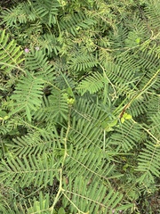 Vachellia macracantha