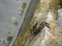 Metopograpsus thukuhar