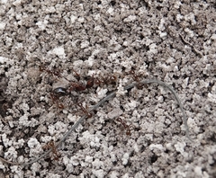 Aphaenogaster longiceps