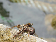 Metopograpsus thukuhar