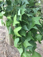 Erythrina vespertilio