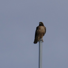 Buteo jamaicensis