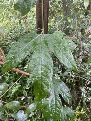 Passiflora edulis