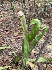 Sarracenia minor