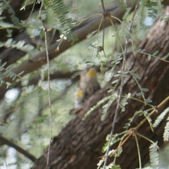 Setophaga coronata