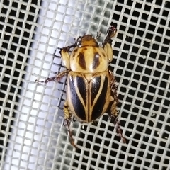 Cyclocephala forsteri