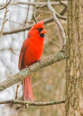 Cardinalis cardinalis