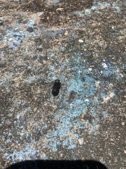 Bostrichidae