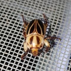 Cyclocephala forsteri