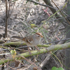 Zonotrichia leucophrys