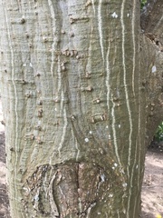 Erythrina vespertilio