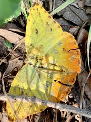 Phoebis philea philea