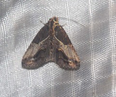 Lophoptera transpallida