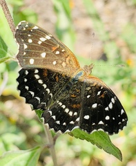 Anthanassa texana texana
