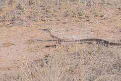 Dendroaspis polylepis