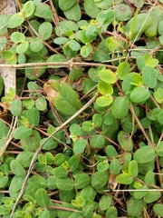 Euphorbia cordifolia