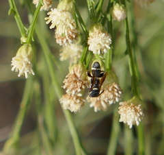 Leucospis