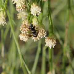 Leucospis