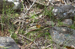 Heteronympha merope