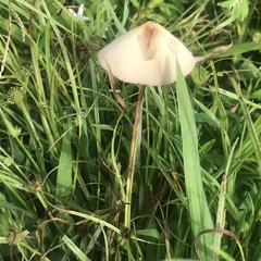 Conocybe apala albipes