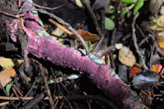 Byssomerulius psittacinus