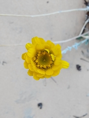 Baileya multiradiata