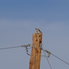 Falco sparverius