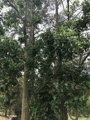 Erythrina vespertilio