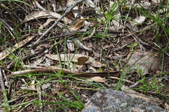 Heteronympha merope
