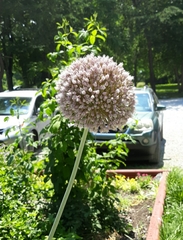 Allium ampeloprasum