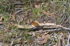 Heteronympha merope