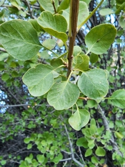 Fraxinus anomala
