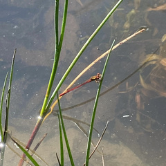 Xanthocnemis zealandica