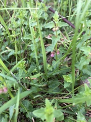 Scutellaria humilis