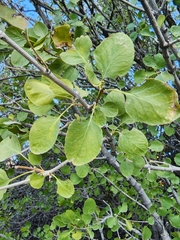 Fraxinus anomala